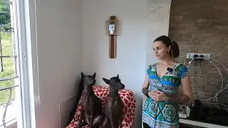 New tricks of my xolo dogs 🐾🐾