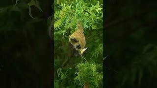 Bird music whatsapp status || birds lover