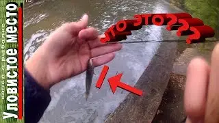 Экспресс рыбалка с неожиданным сюрпризом)))