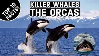 Killer Whale: 10 Amazing Facts about the Majestic Killer Whale AKA Orcas