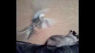 Как выскочу, как выпрыгну, пойдут клочки по закоулочкам!))
