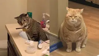 Compilation Funny Cat Moments 😹 Try not to Laugh Challenge 🤣 Best of Funny Cat Videos 😂 #14