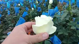 Сорта роз White Chocolate и Proud в теплице на Эквадорской плантации роз