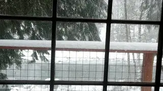 Short Snowy Live
