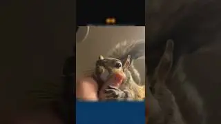 Squirrel want more love 😘😚