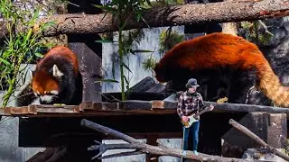 New Conspirators | Into The Wild (Official Music Video)