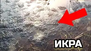 ЛЯГУШАЧЬЯ ИКРА! ЛЯГУШКИ МЕЧУТ ИКРУ - ДЕНЬ 2