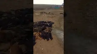дарвахти тул гири хуники кард барахо мурдан