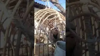2 сол чуча овиг.+ чанги