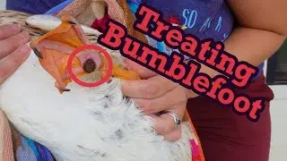 Treat Bumblefoot at Home