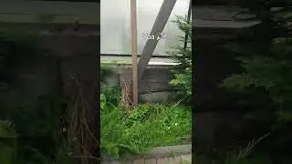 Озон продаёт саженцы 👍и они принились🔥