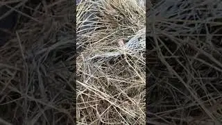 пока сена много, закончится значит купим