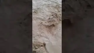 sunami