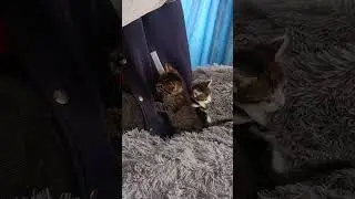 ПОДДЕРЖИ КАНАЛ ДЕНЕЖКОЙ , ссылка в описании #cat #смешно #shots #котики #рекомендации