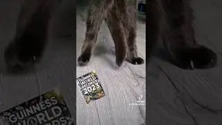 Cat has a furry Peanut 🥜 Guinness world record 👏