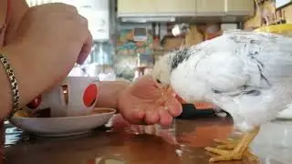 Утро. Кофе, сыр с цыпленком 🐥☕