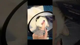 Washed the kitty's little face😍🙈 author: puhlyalife