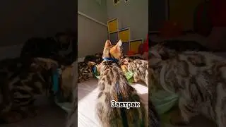 Быстрый и полезный завтрак для котят 