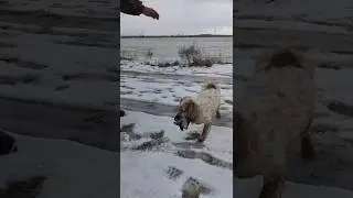 Охота на утку, Помощница Русский охотничий спаниель #shorts