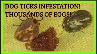 Dog Ticks Laid Thousand Of Eggs | Ticks Nests