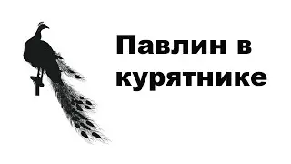 Павлин в курятнике