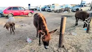 MAŞTAĞA. QOYUN. KEÇİ. BAZARI. 23.06.2024.    🐑 🐐 . 🇦🇿.