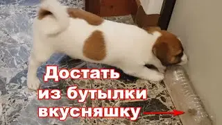 День 25-й. Win решает головоломку.