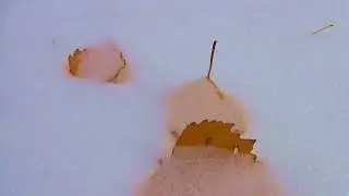 Зима напомнила,.... шо она скоро . А цветы у дома в снегу
