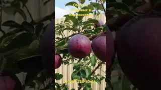 яблоня после моей обрезки