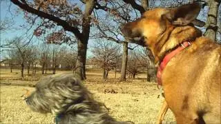 Windy day at the park with my dogs