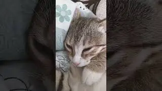 нос #аватарворлд #мем #tocaboca "#babyhotline #cat