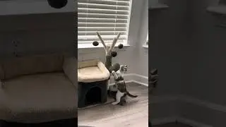MY CAT HAZEL