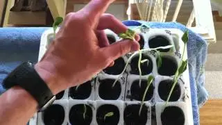 Spindly Seedlings: a Problem?