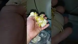 Выведение павлина в инкубаторе