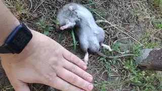 Котогвардия не дремлет!