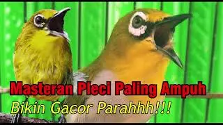 Pleci Nembak Panjang Masteran Paling Mudah Ditiru!!!