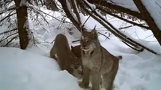 Рысь поймала зайца