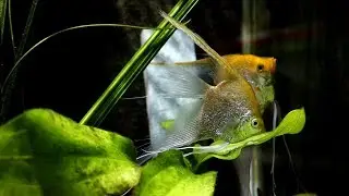 Angel fish breeding with timelapse