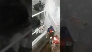 el nico xd