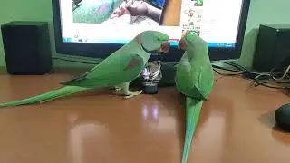 My parrots on a romantic movie date
