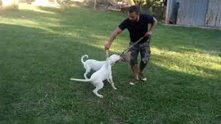 Dogo Argentino treino de guarda e desenvolvimento dos filhotes