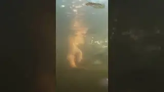 Giant Snook Released