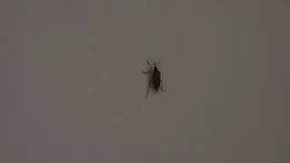 temp house guest