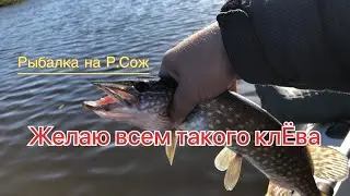 КАЙФ СПИННИНГИСТА!!!! Сумасшедшая раздача! Р. Сож 2022