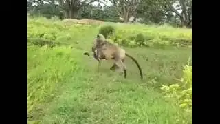 Baby Monkey Gets Tangled In Nets Rescued By Farmers