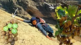 Esmat picks wild kiwi in the Zagros Mountains 🥝🏔️