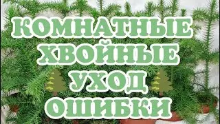 ХВОЙНЫЕ КОМНАТНЫЕ