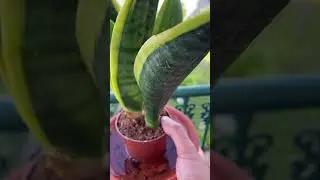 CÓMO Y CUÁNDO REGAR 