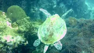 Полет морской черепахи