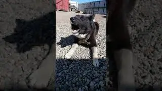 Как разговаривает лайка